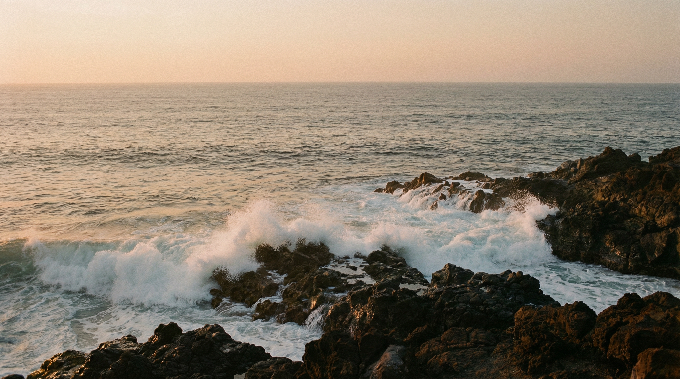 Chêne solitaire au coucher du soleil